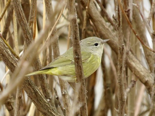 Orange Crowned Warbler