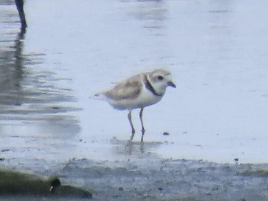 Piping Plover