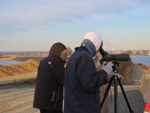 Christmas Bird Count