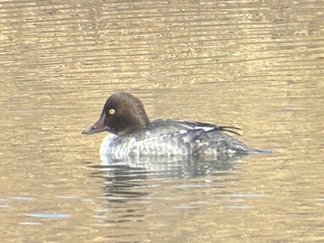 Goldeneye