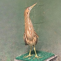 American Bittern in Captivity