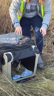 American Bittern being released