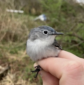 A blue-gray gnatcatcher being carefully held in a hand outdoors. 