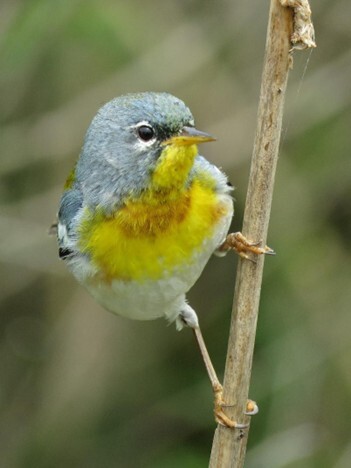 Northern Parula, a yellow bird, perches on a stick. 