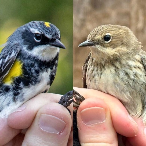 Yellow-rumped warbler originally banded at Masonville Cove was recaptured in New York