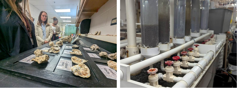 Members of the Mid-Bay Project Team and Community Stakeholder Group enjoyed a tour of UMCES’ Horn Point Oyster Hatchery.