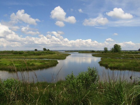 Wetland at poplar island showing water, grasses and shrubs, and a clear, blue sky.