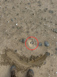 Image of sandy ground with tern eggs identified by a red circle.