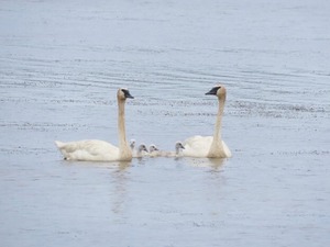 Two adult swans and four baby swans
