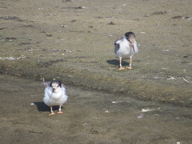 Two Terns, a species of bird, standing on a sandy beach.