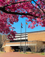 front of building pink flowering trees