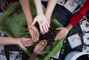 Hands open holding seeds over wheelbarrow full of soil.
