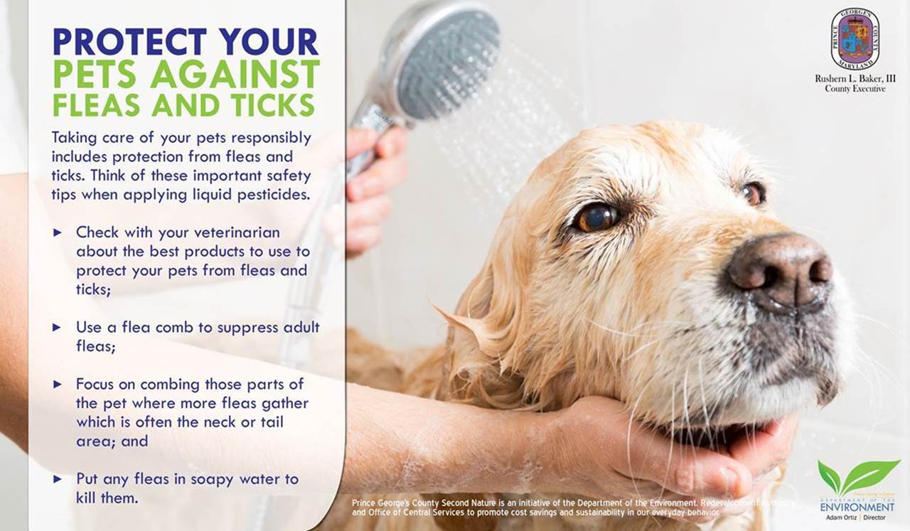 Protect Pet from Fleas and Ticks