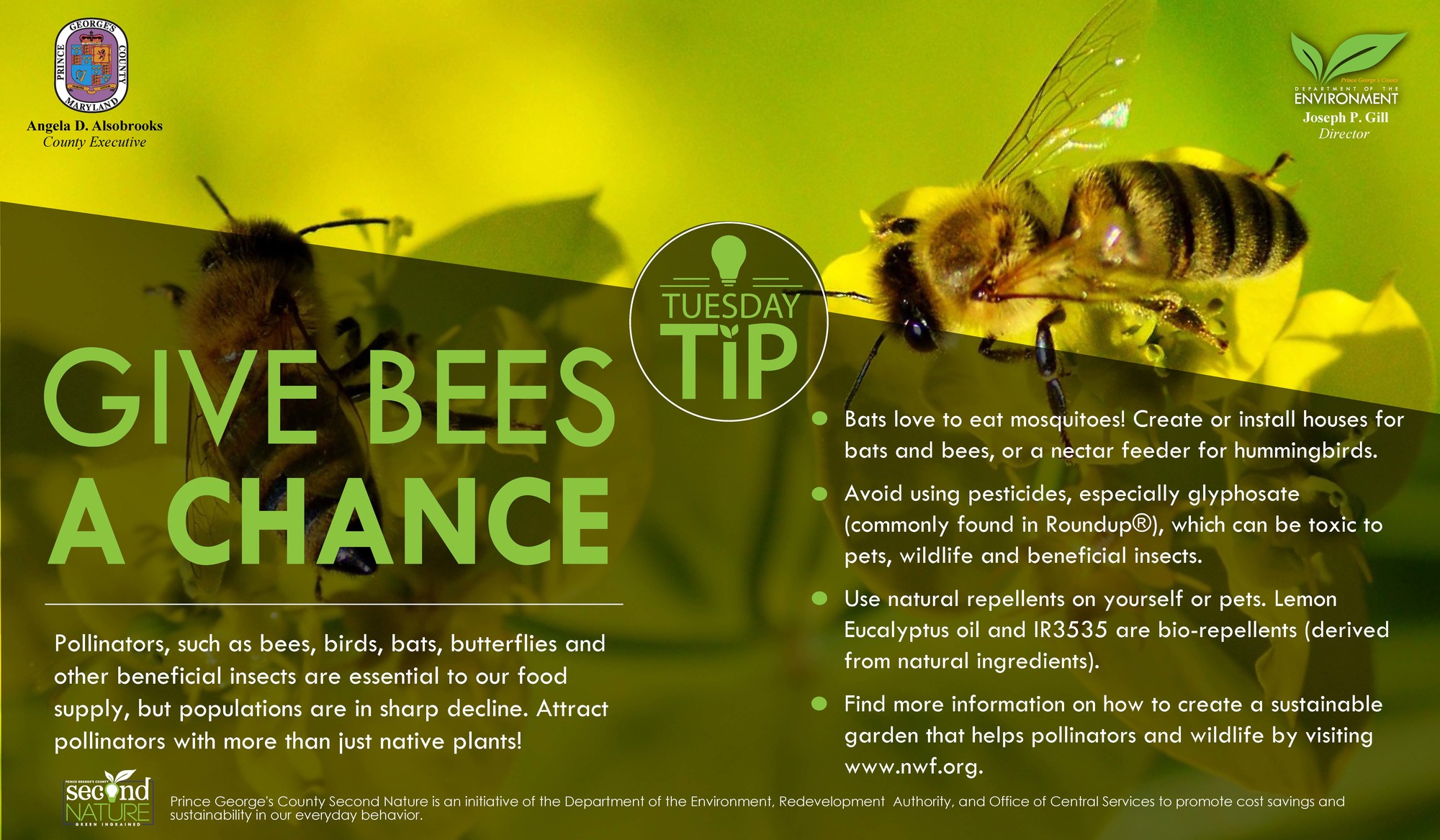 Tues tip 6.18.19 bees