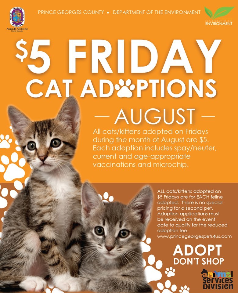 $5 cat friday august 2019