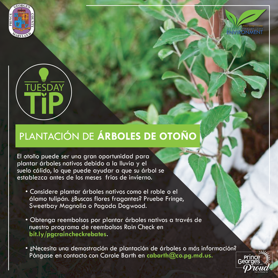 Tues tip 10.20.20 Fall tree planting sp