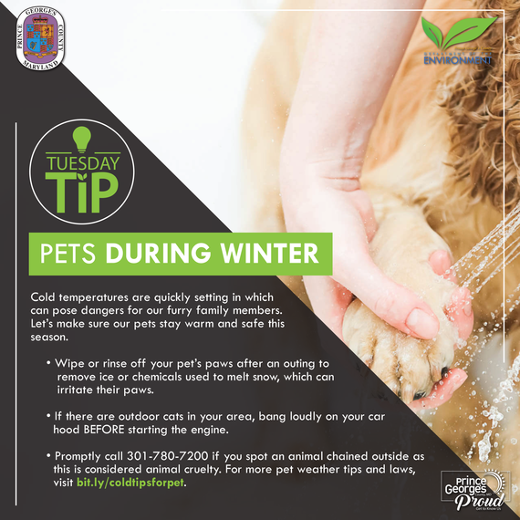 Pets Winter