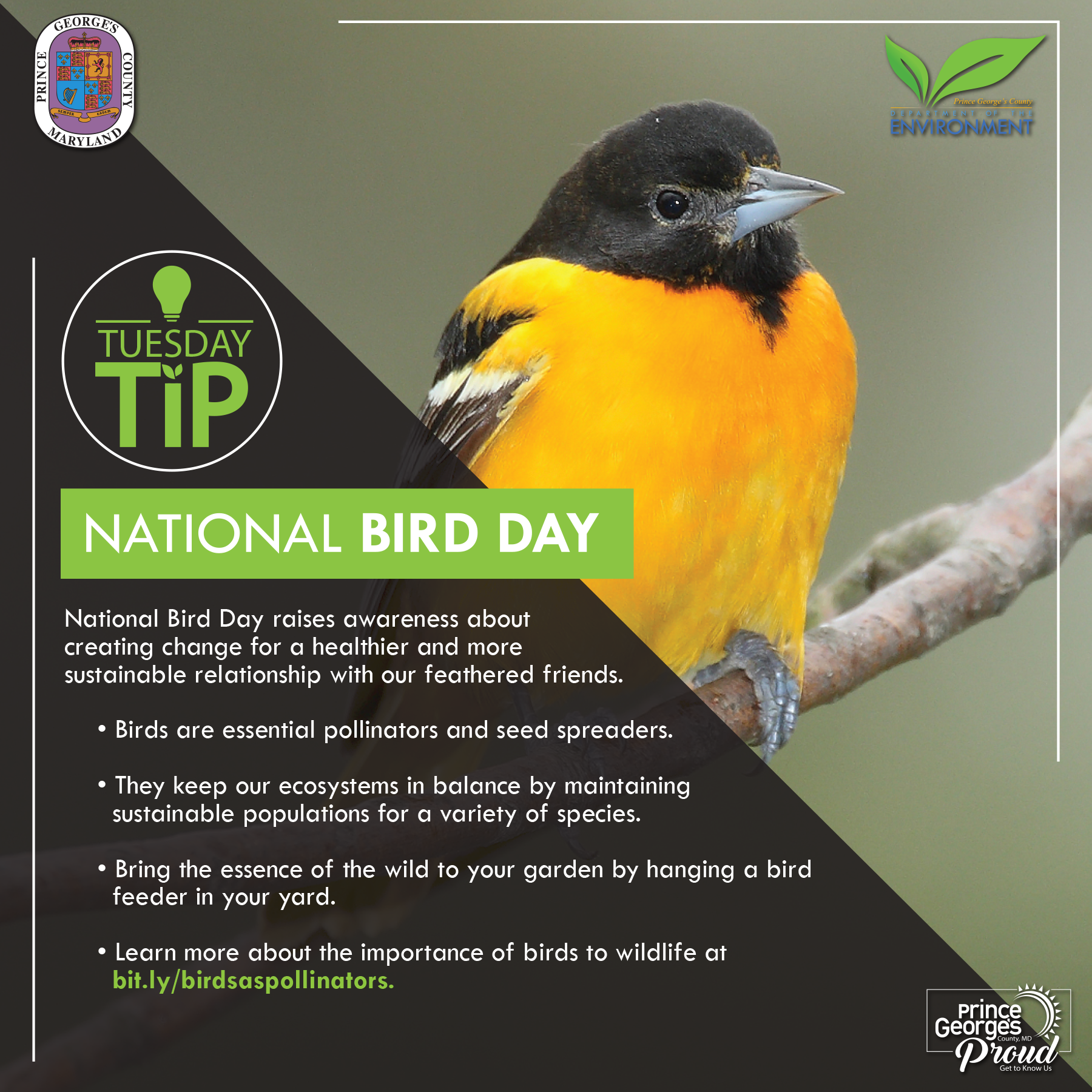 Tues Tip 1.5.21 Bird Day eng