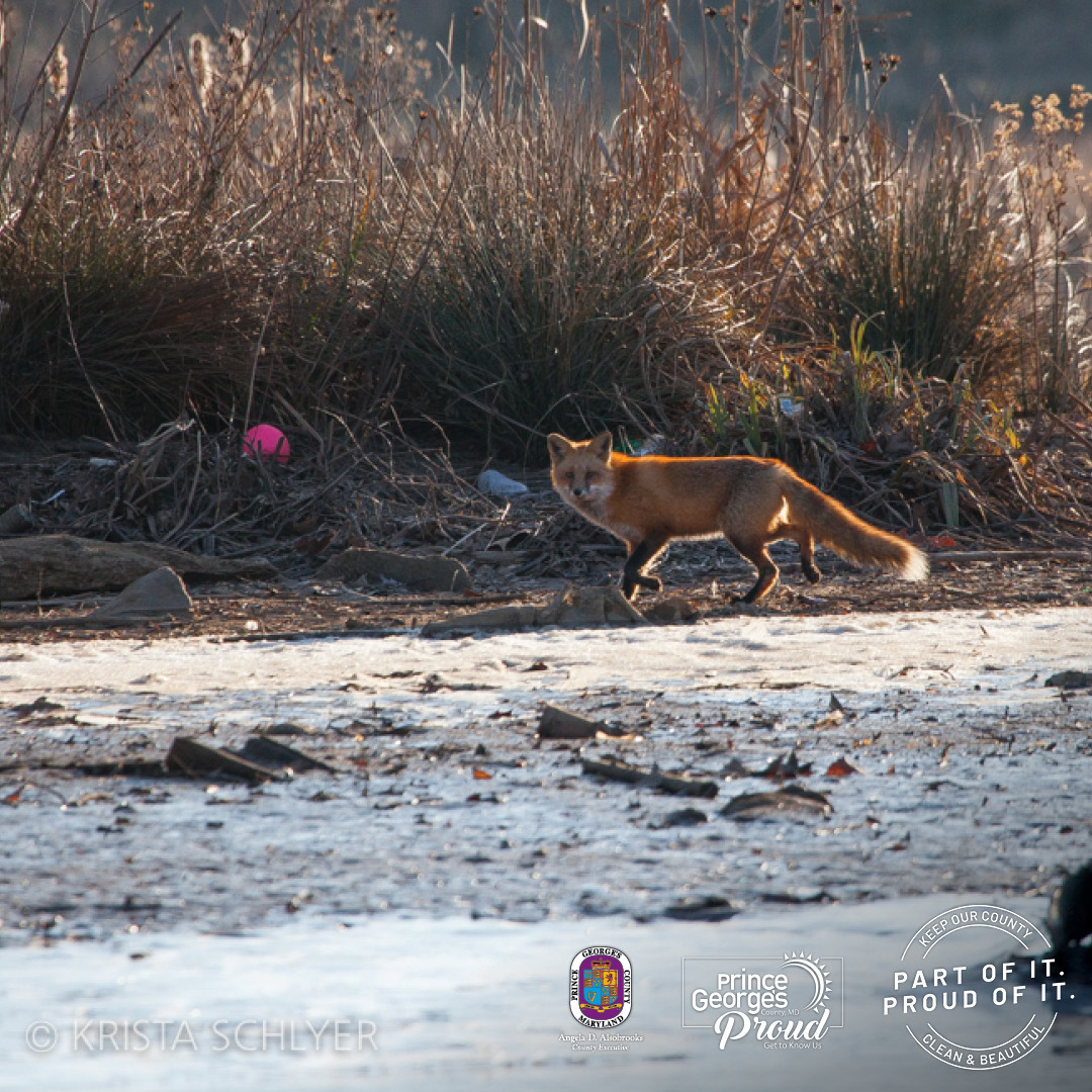 Beautification Anacostia Krista 2.12.21