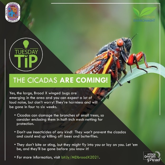 Cicadas