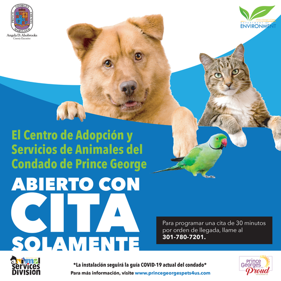 Shelter Reopening Flyer Aug 2021 SPA