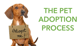 GS 2021 Day 2 Pet Adoption 10 AM