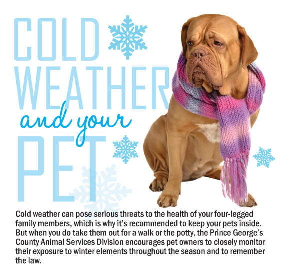 Cold Weather Pets