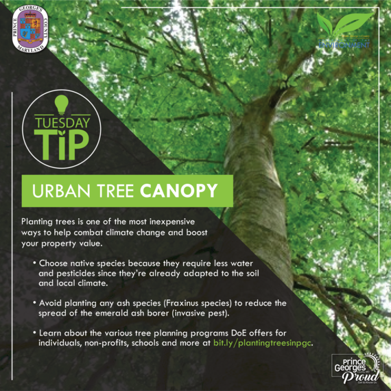 DoE Urban Tree Canopy