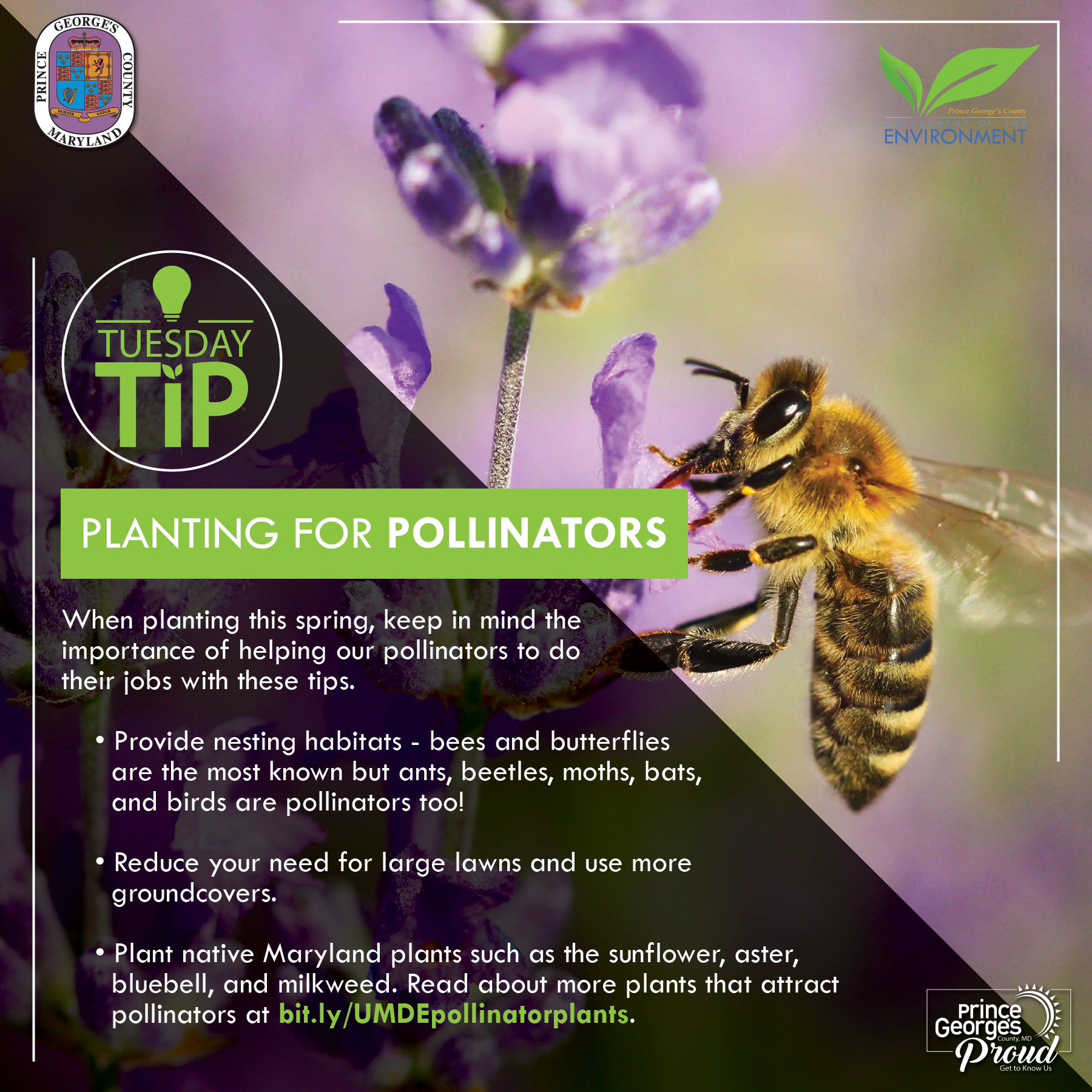 Tues Tip 5.17.22 Pollinators eng