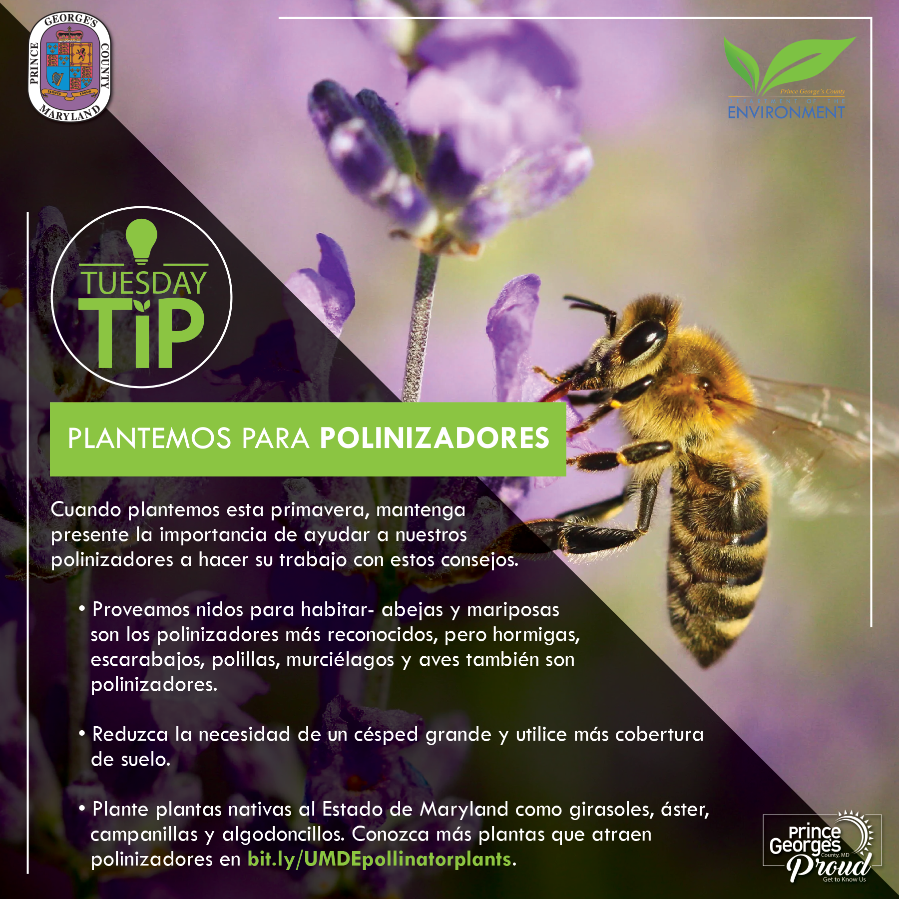Tues Tip 5.17.22 Pollinators SP