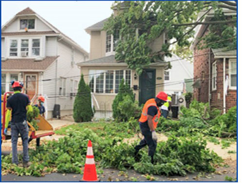 Workers removing trees on a property without a permit