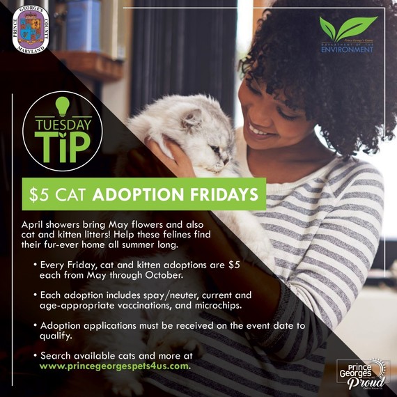 Cat Adoptins Tuesday Tip