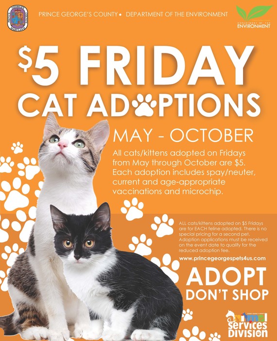 Cat Adoption Fridays
