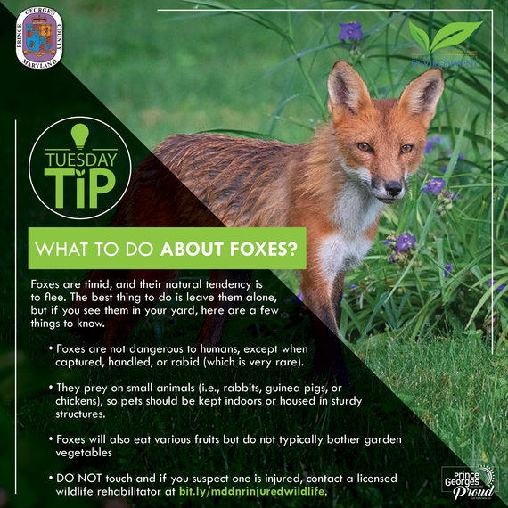 Tues tip 7.19.22 Foxes eng