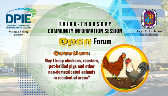 Cover slide of Open Forum presentation to explain common violations, include the picture of chickens for those who keep them in residential areas