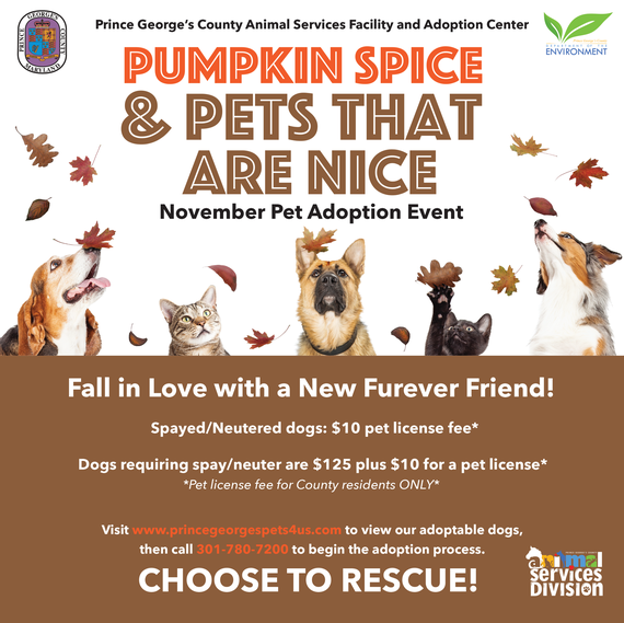 DoE Pumpkin Spice Adoption Nov 2022