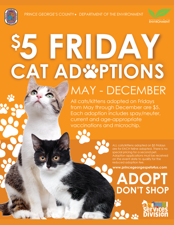 DoE cat adoption22 Dec