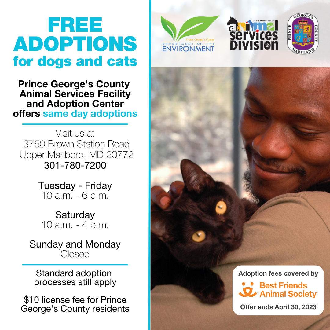 Free Adoptions cats