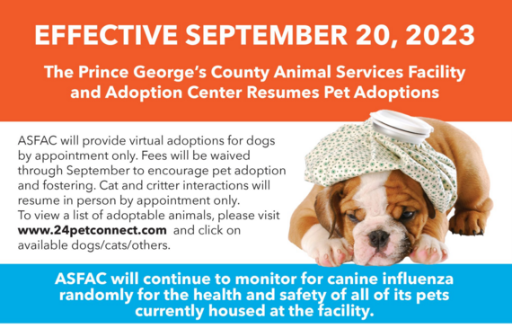DoE Pet Adoptions Resume