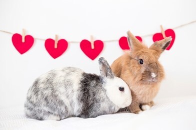 Rabbits and Valentine