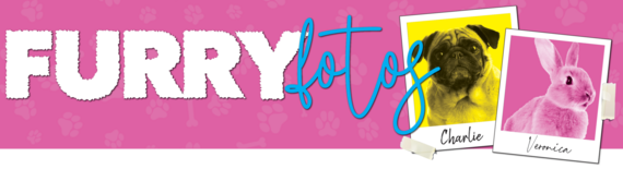 Furry fotos banner