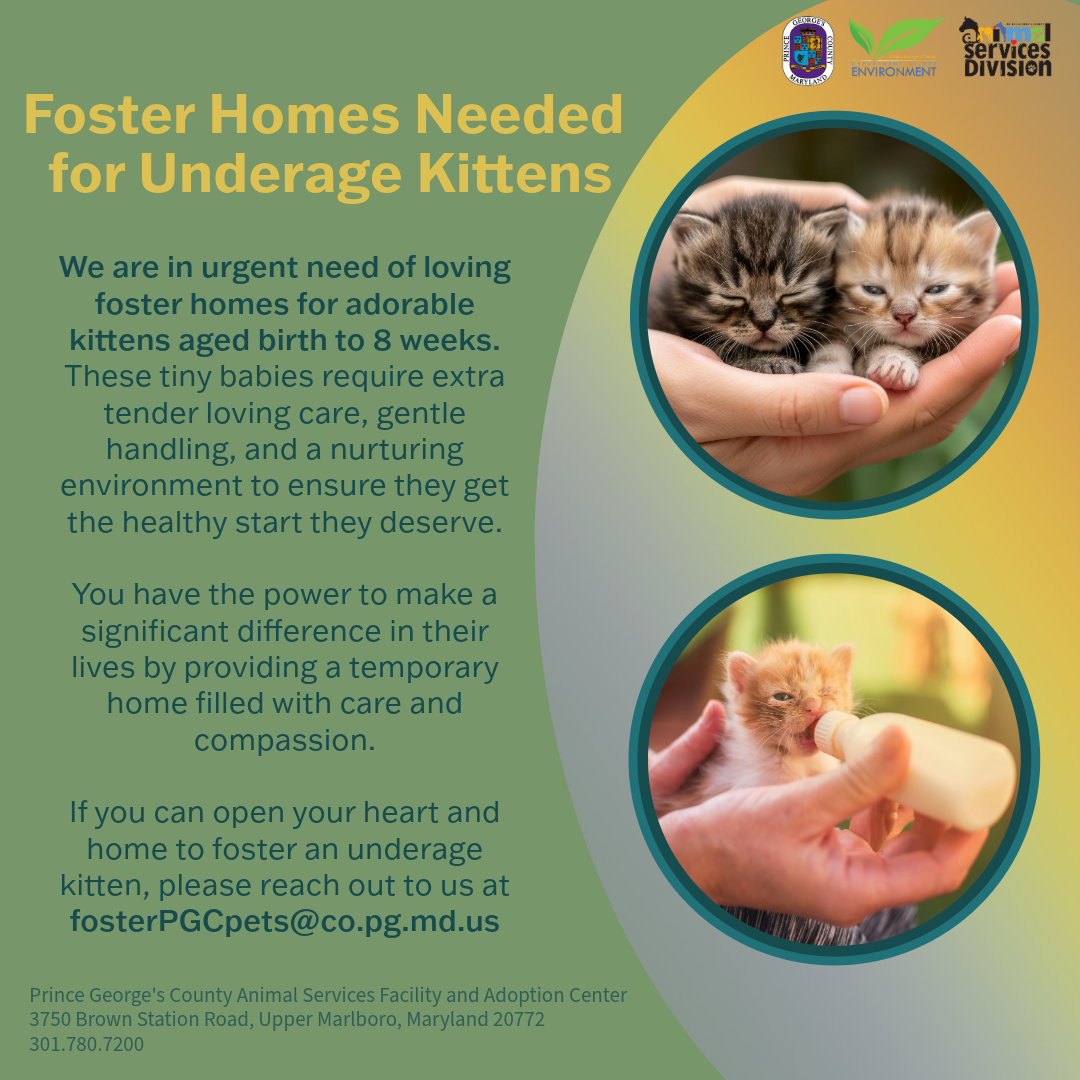 kittens in the neighborhood