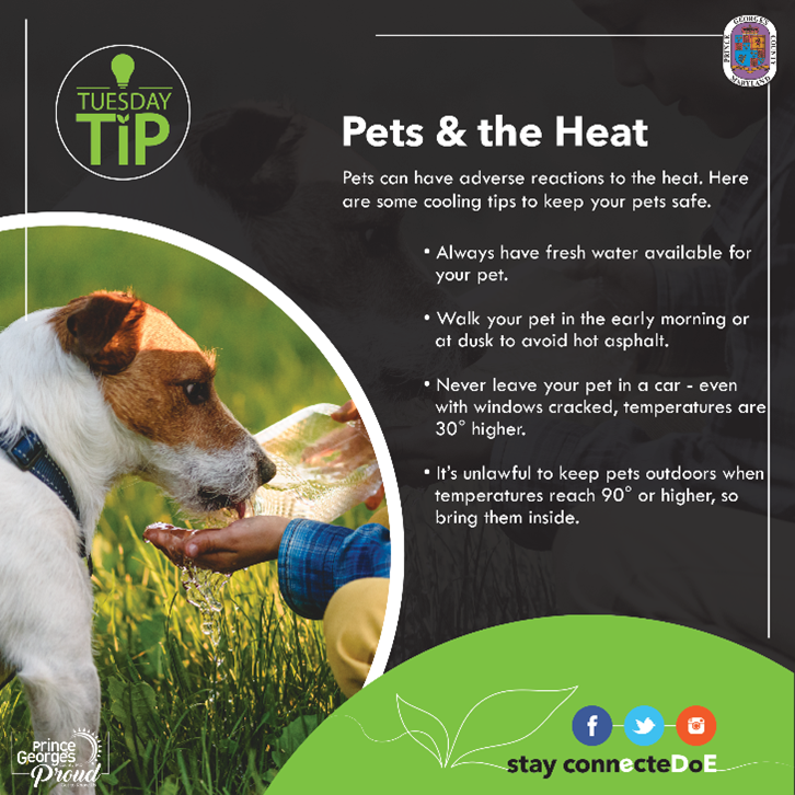 Tuesday Tip: Pets & the Heat; Mascotas y el calor