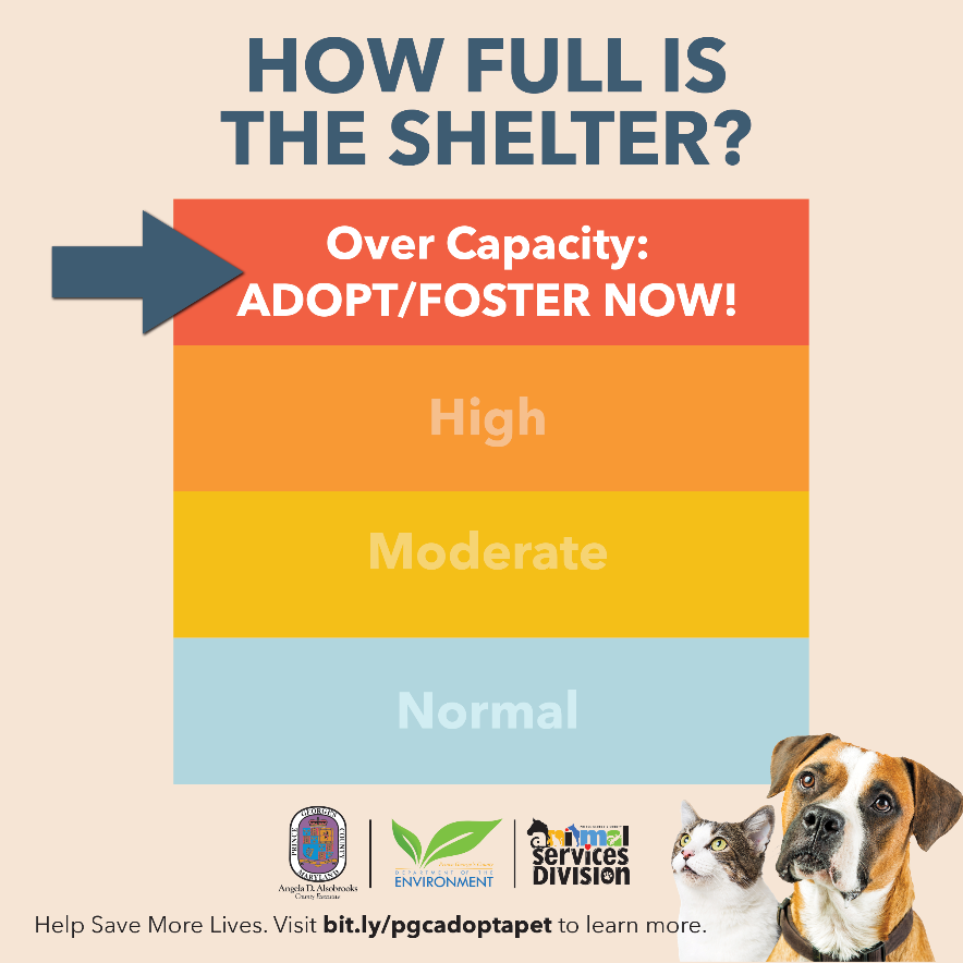 Help the Shelter