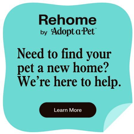 Rehome Flyer