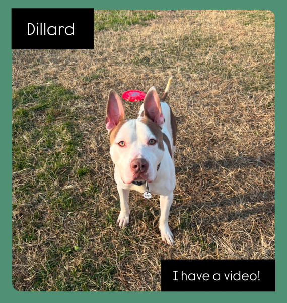 dillard
