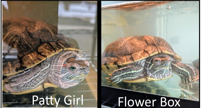 Patty Girl and Flower Box