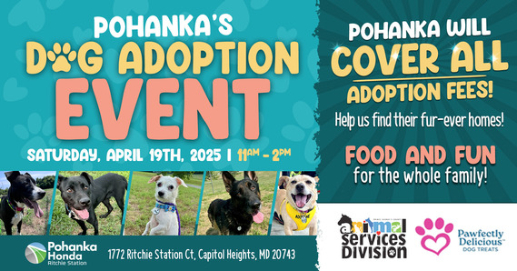 Pohanka adoption