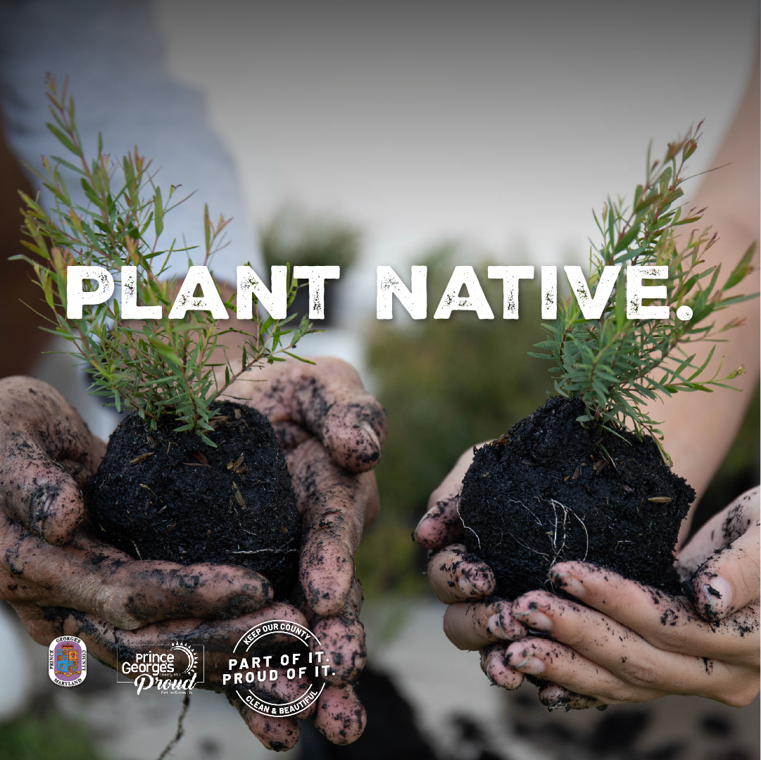 Graphic showing native plants