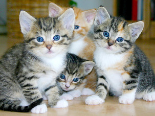 kittens